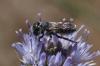 Osmia sp.